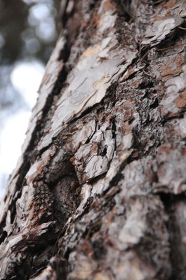 Pinus nigra