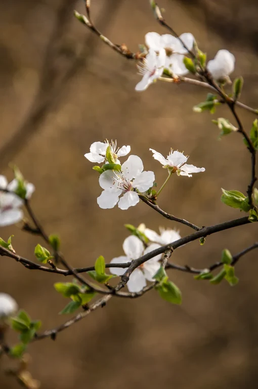 Prunus cerasifera spp divaricata