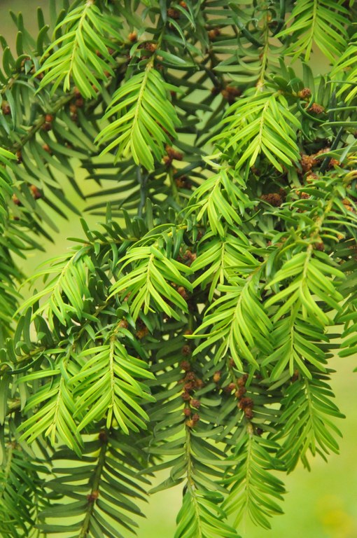 Taxus baccata.JPG