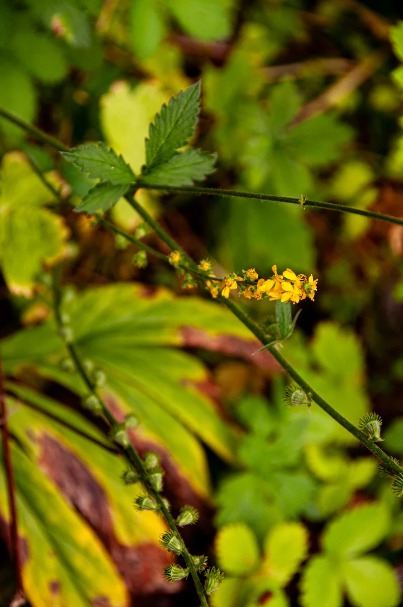Agrimonia eupatoria.webp