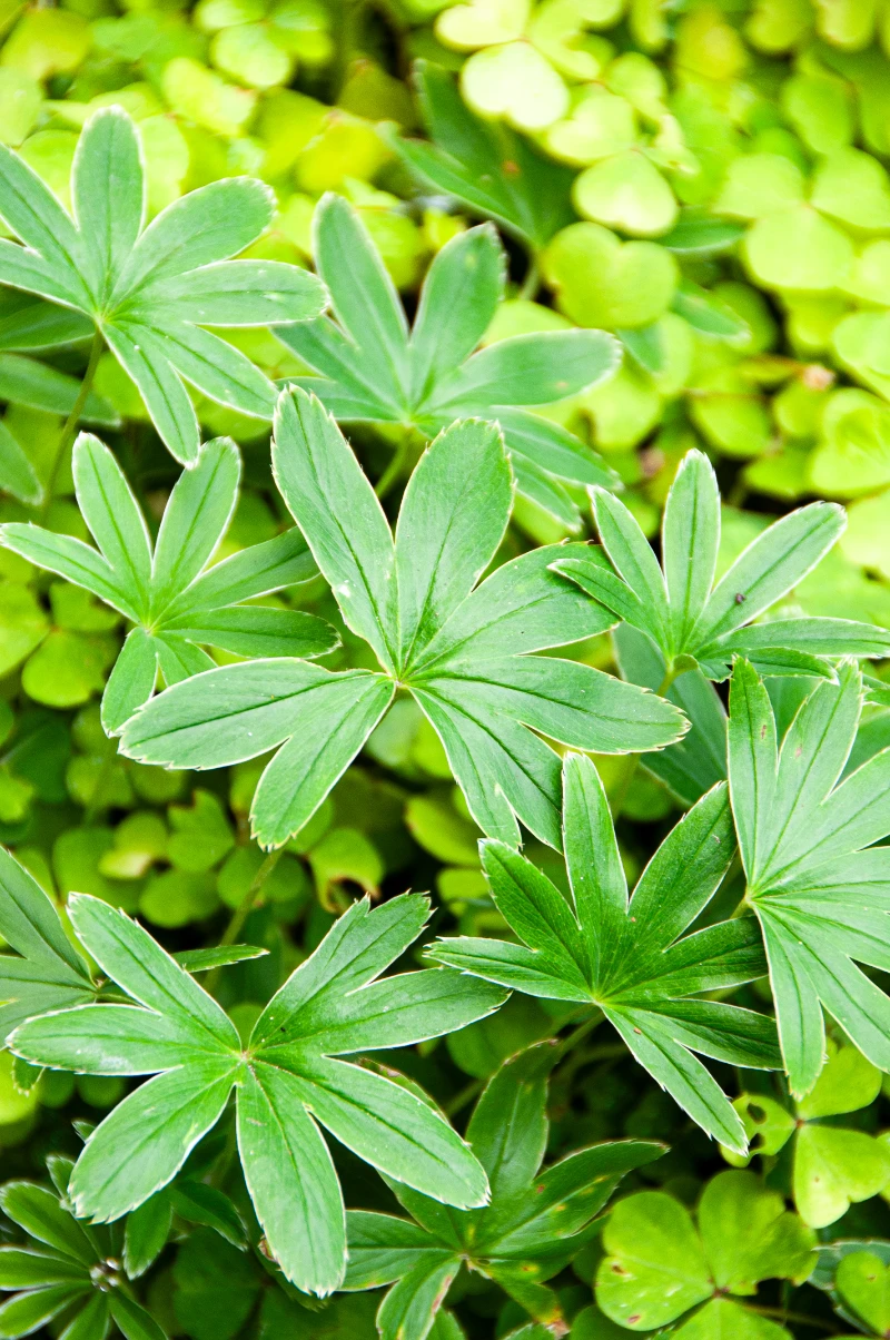 Alchemilla conjuncta.webp