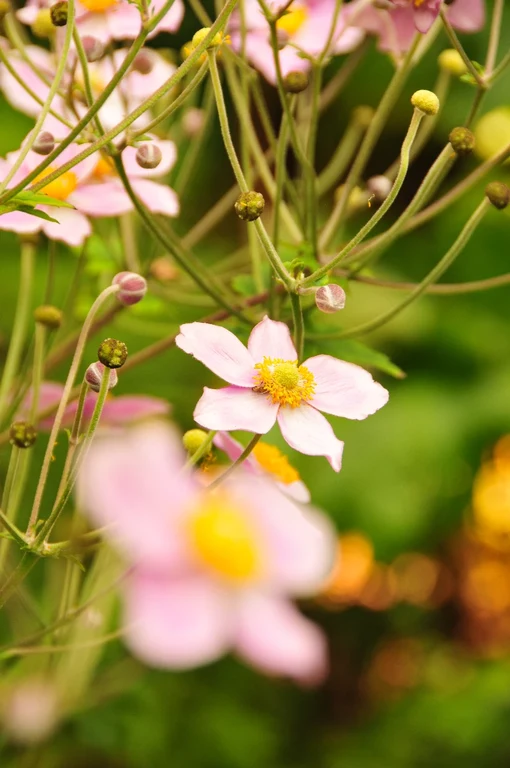 Anemone hupehensis Anemone hupehensis