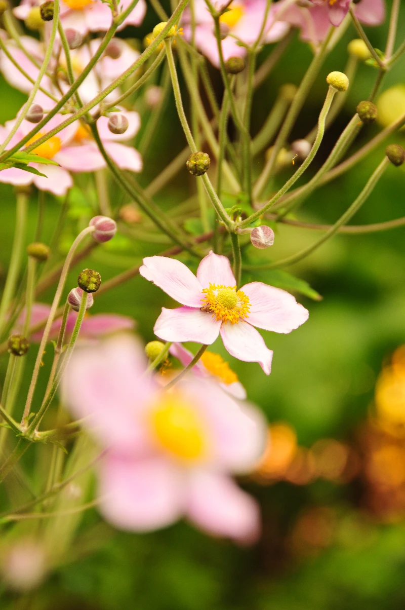 Anemone hupehensis.webp