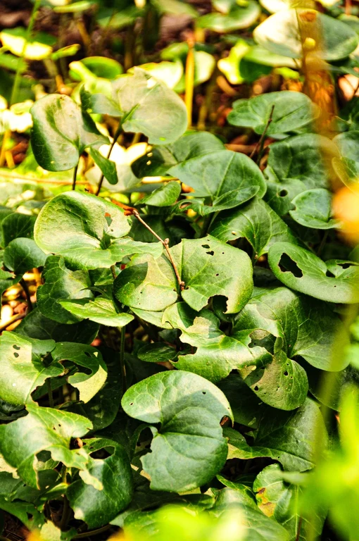 Asarum europaeum Asarum europaeum