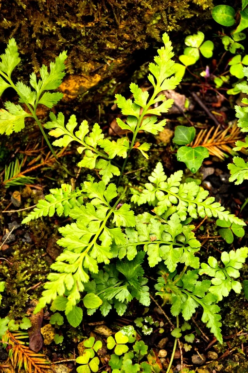 Asplenium adianthum-nigrum Asplenium adianthum-nigrum