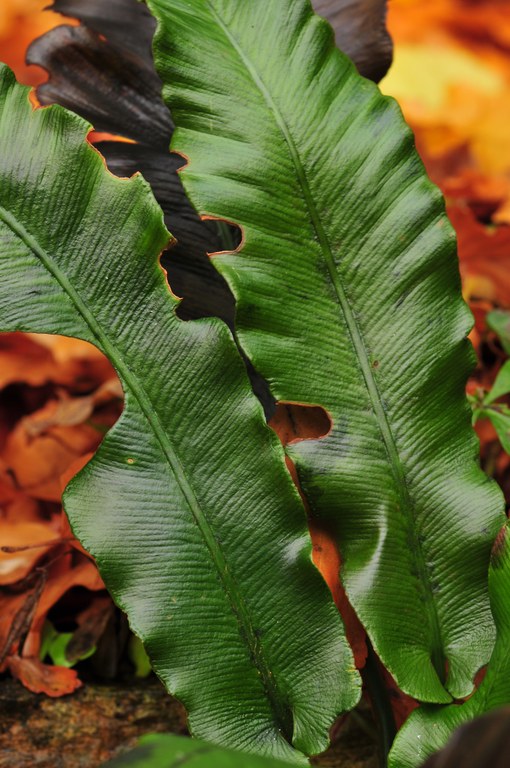 Asplenium scolopendrium
