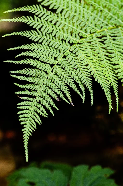 Athyrium felix-femina Athyrium felix-femina