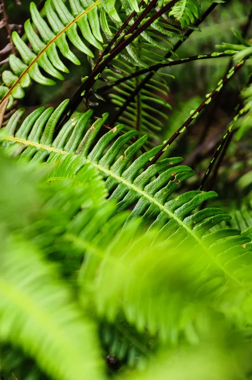 Blechnum spicant Blechnum spicant