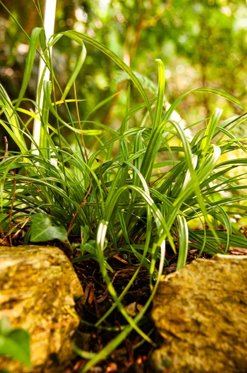 Carex sylvatica Carex sylvatica