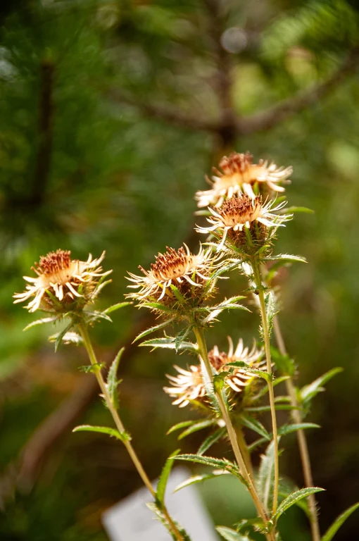 Carlina vulgaris Carlina vulgaris