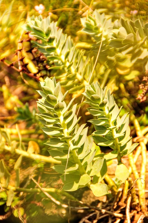 Euphorbia myrsinites Euphorbia myrsinites
