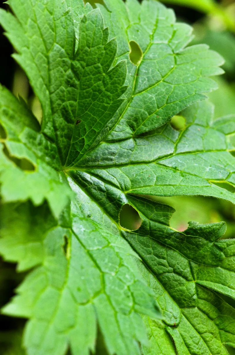 Geranium _sylvatica.webp