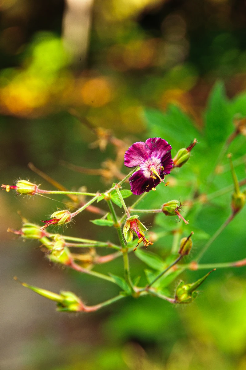 Geranium phaeum subsp lividum.webp