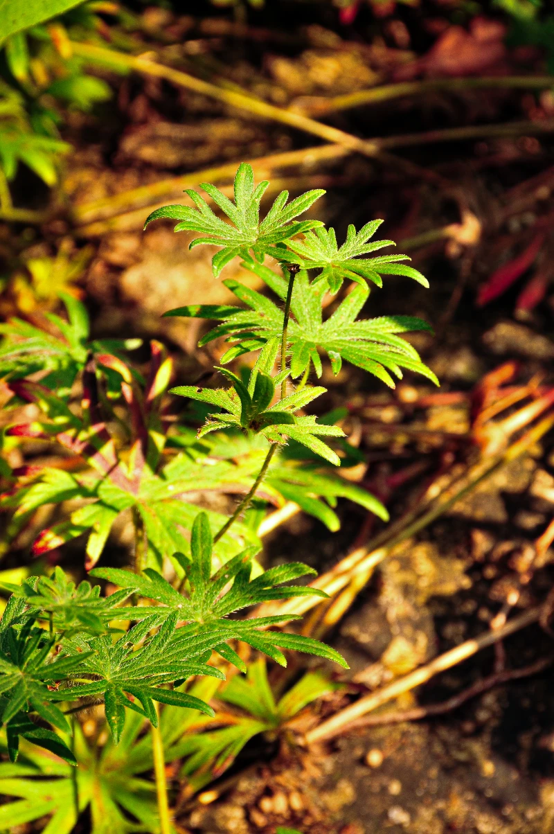 Geranium sanguineum.webp