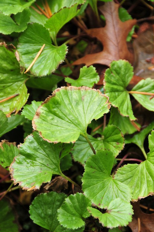 Gunnera magellanica Gunnera magellanica