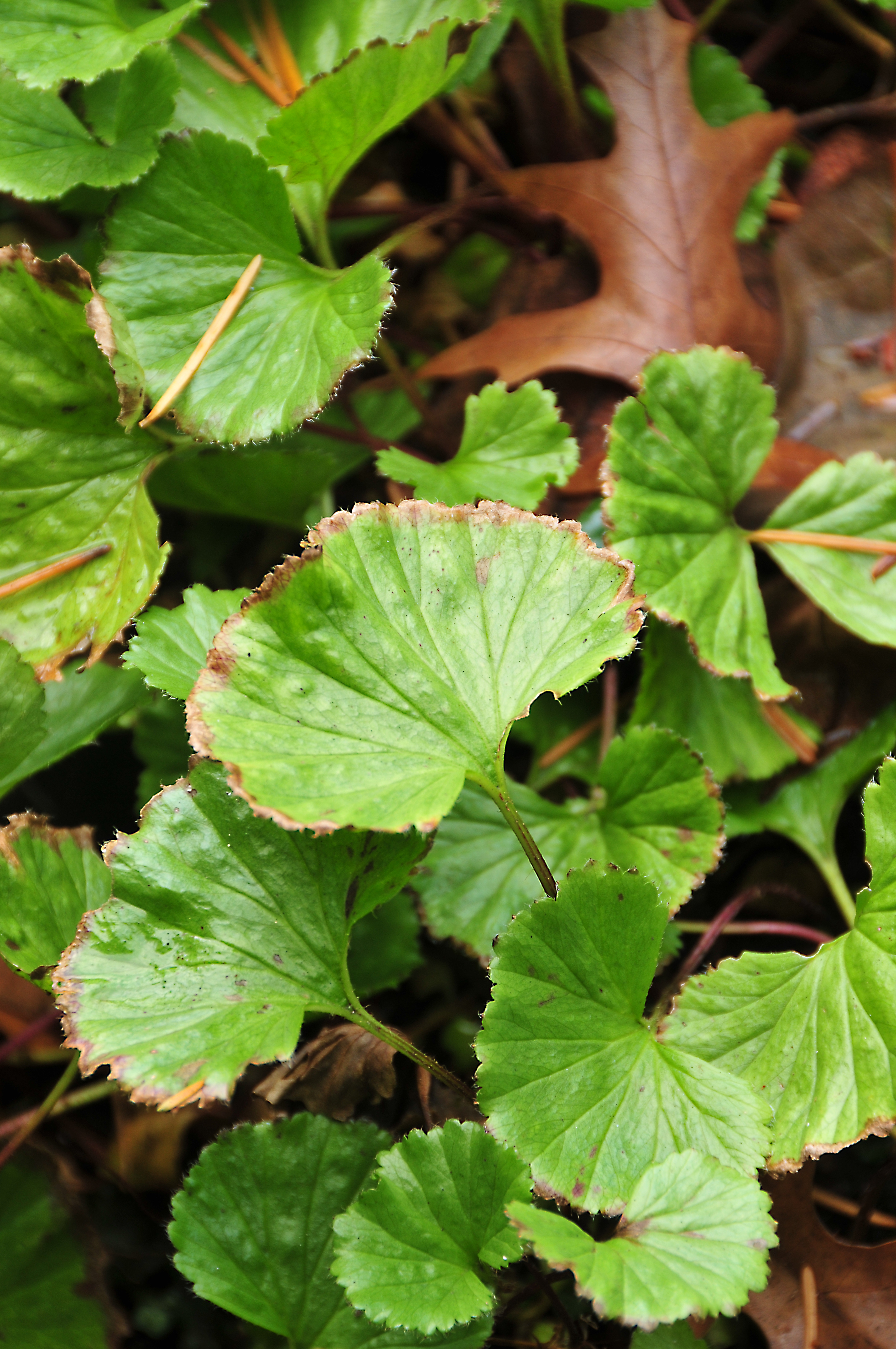 Gunnera_magellanica.jpg
