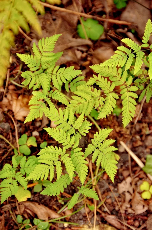 Gymnocarpium dryopteris Gymnocarpium dryopteris