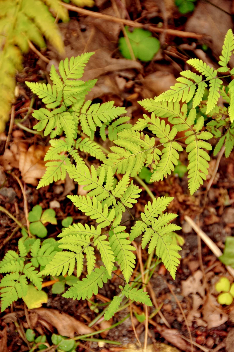 Gymnocarpium dryopteris.webp