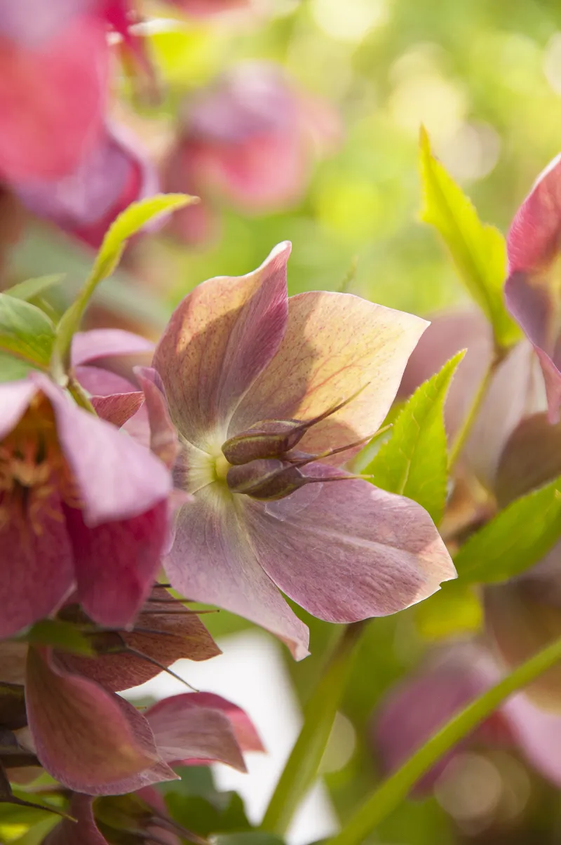 Helleborus_orientalis.webp