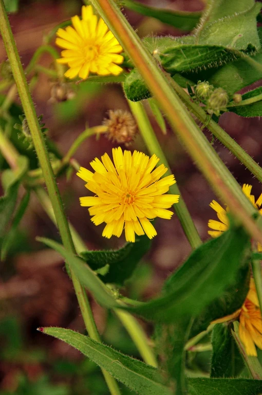 Hieracium amplexicaule Hieracium amplexicaule