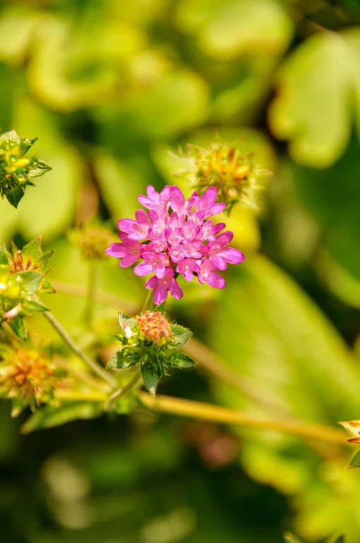 Knautia drymeia Knautia drymeia