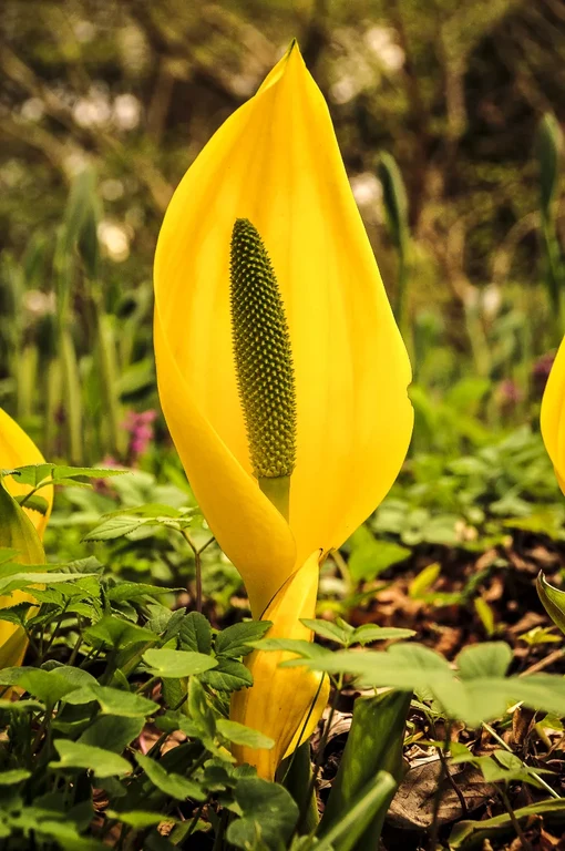 Lysichiton americanus Lysichiton americanus