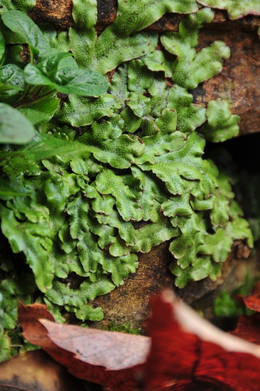 Marchanita_polymorpha.jpg