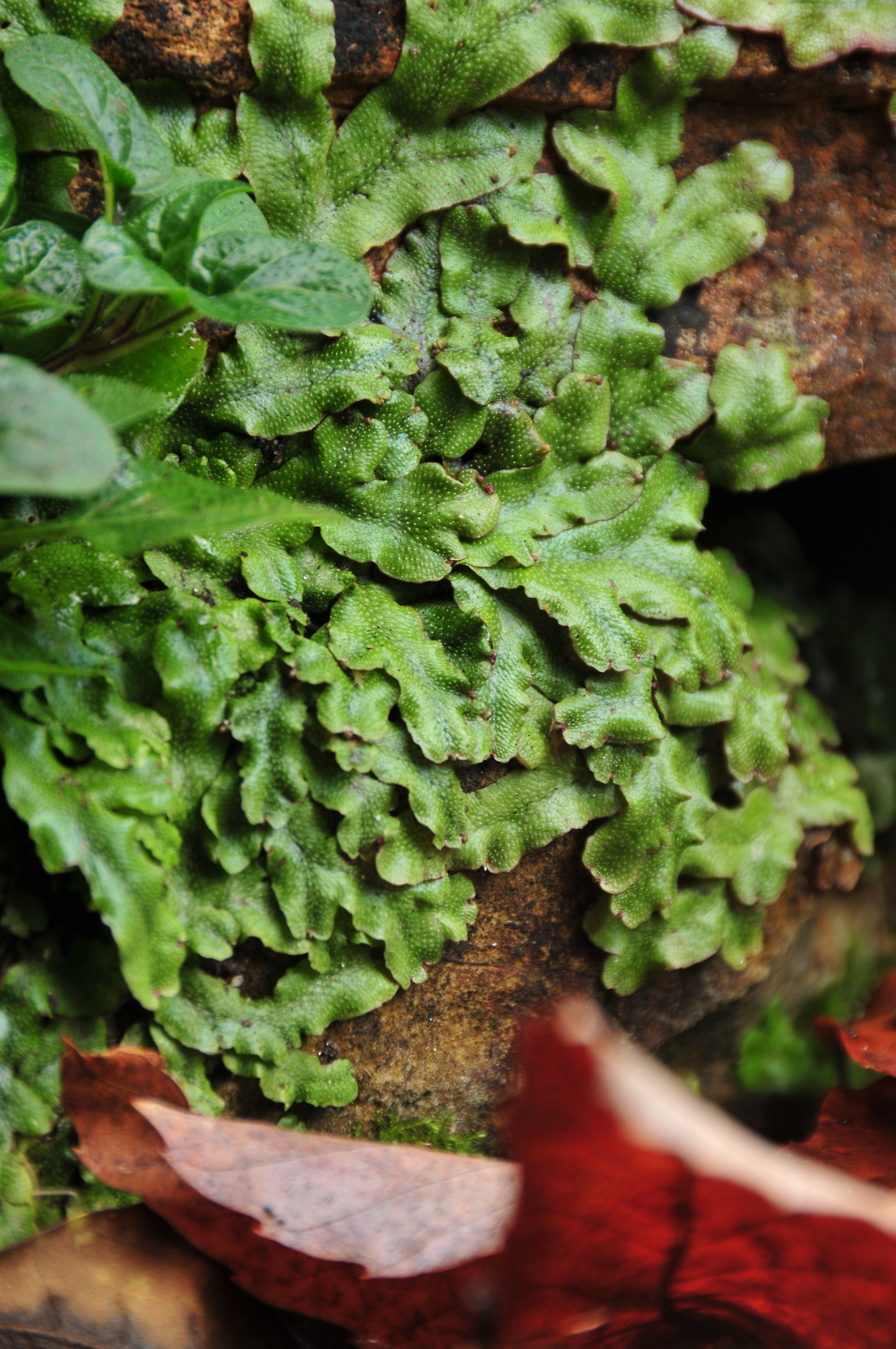 Marchanita_polymorpha.jpg