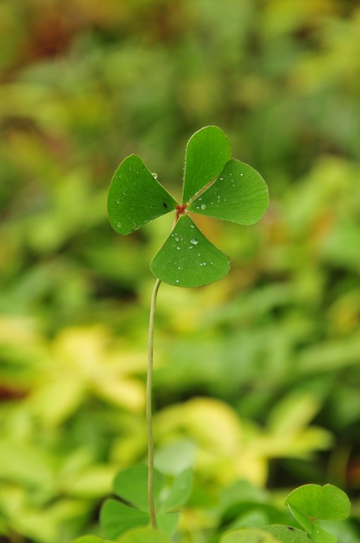 Marsilea quadrifolia