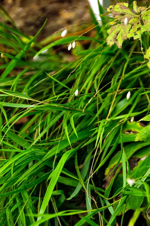 Melica nutans Melica nutans