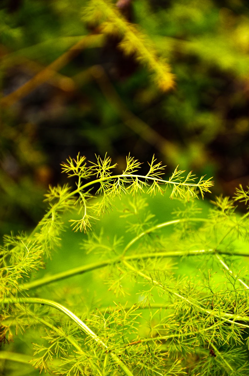 Meum athamanticum.webp