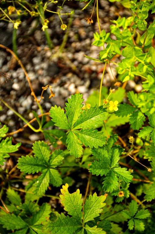 Potentilla erecta Potentilla erecta