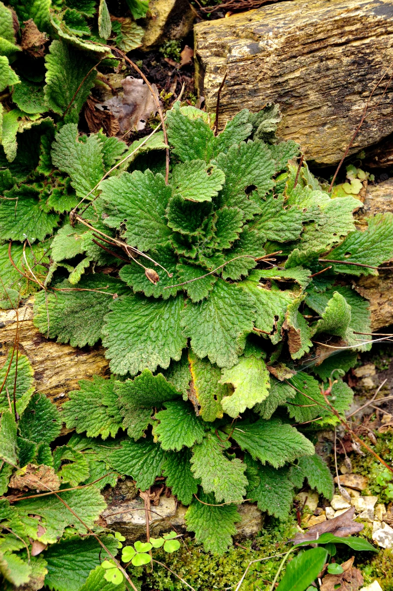 Ramonda nathaliae.webp