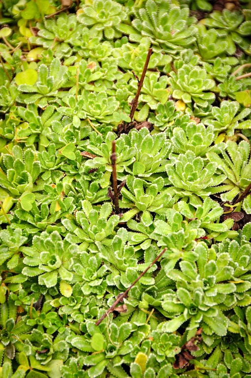 Saxifraga paniculata Saxifraga paniculata