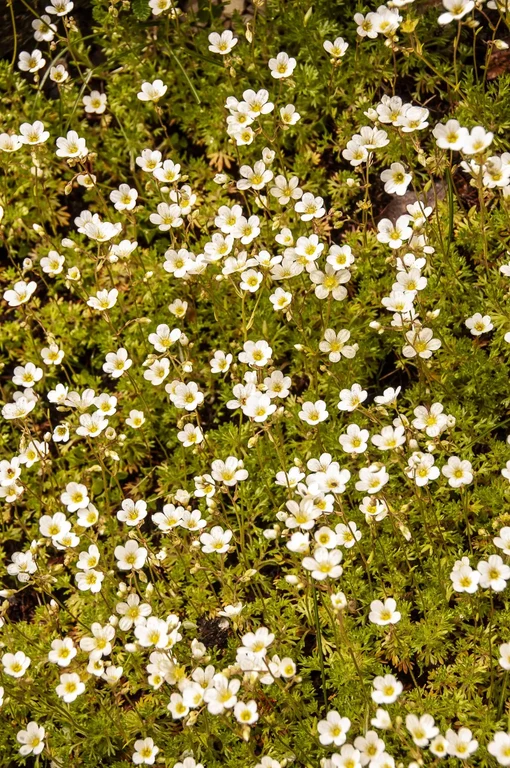 Saxifraga moschata Saxifraga moschata