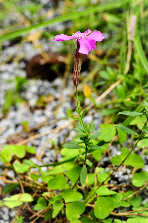 Silene schafta Silene schafta