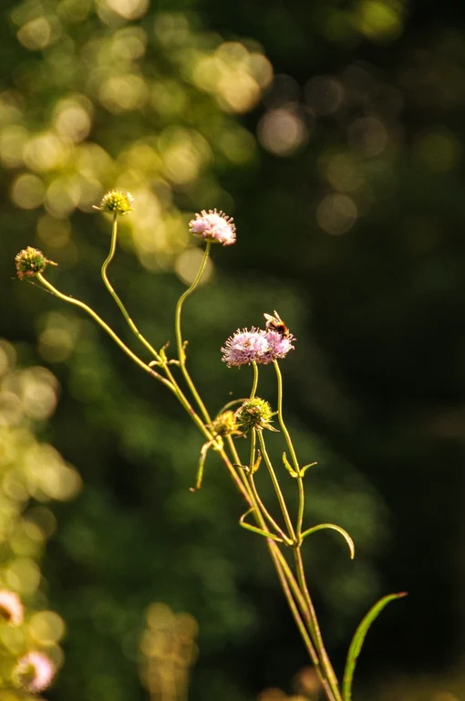 Succisa pratensis Succisa pratensis
