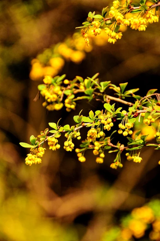 Berberis × ottawensis