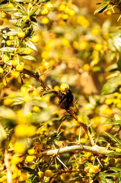 Berberis candidula
