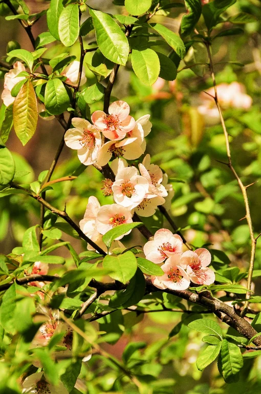 Chaenomeles speciosa 'Grandiflora'