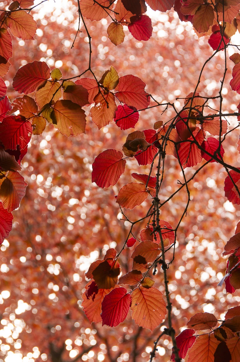 Corylus_avellana %22Fuscorubra'.webp