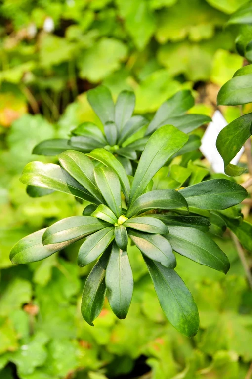 Daphne laureola