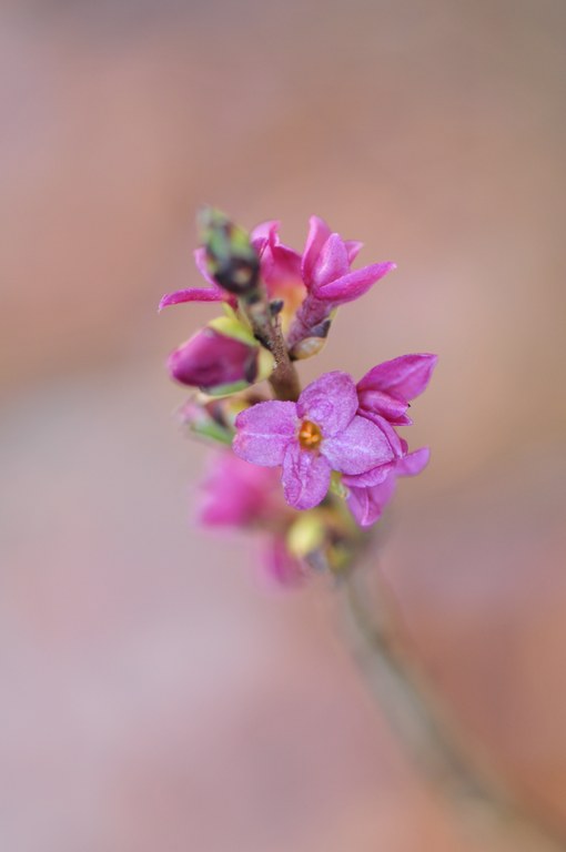 Daphne mezereum