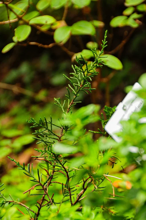 Diselma archeri