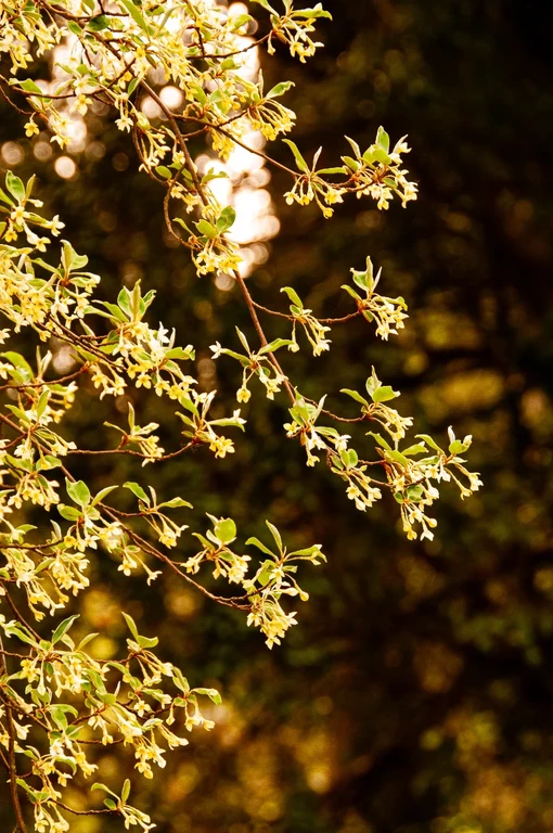 Elaeagnus multiflora
