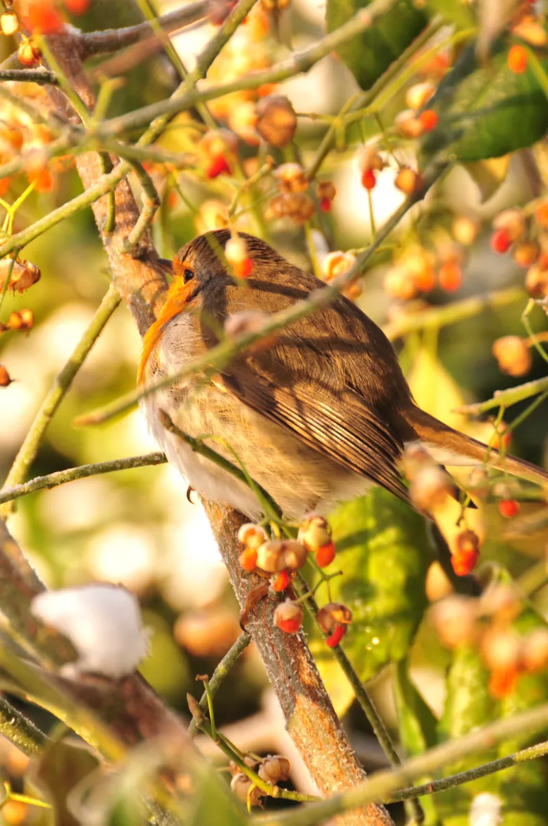 Euonymus_fortunei.webp