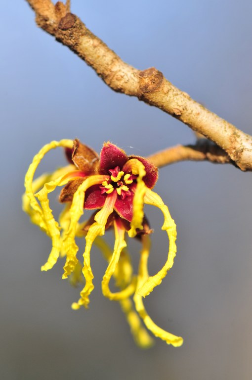 Hamamelis japonica