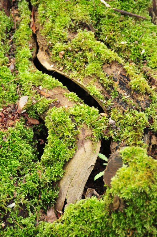 Hemiptelea davidii