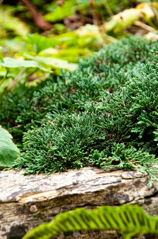 Juniperus horizentalis