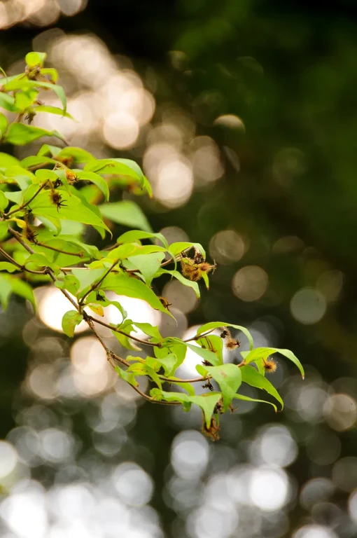 Kollwitzia amabilis